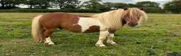 Shetland pony horses for sale: Shetland Gelding - Advert 1