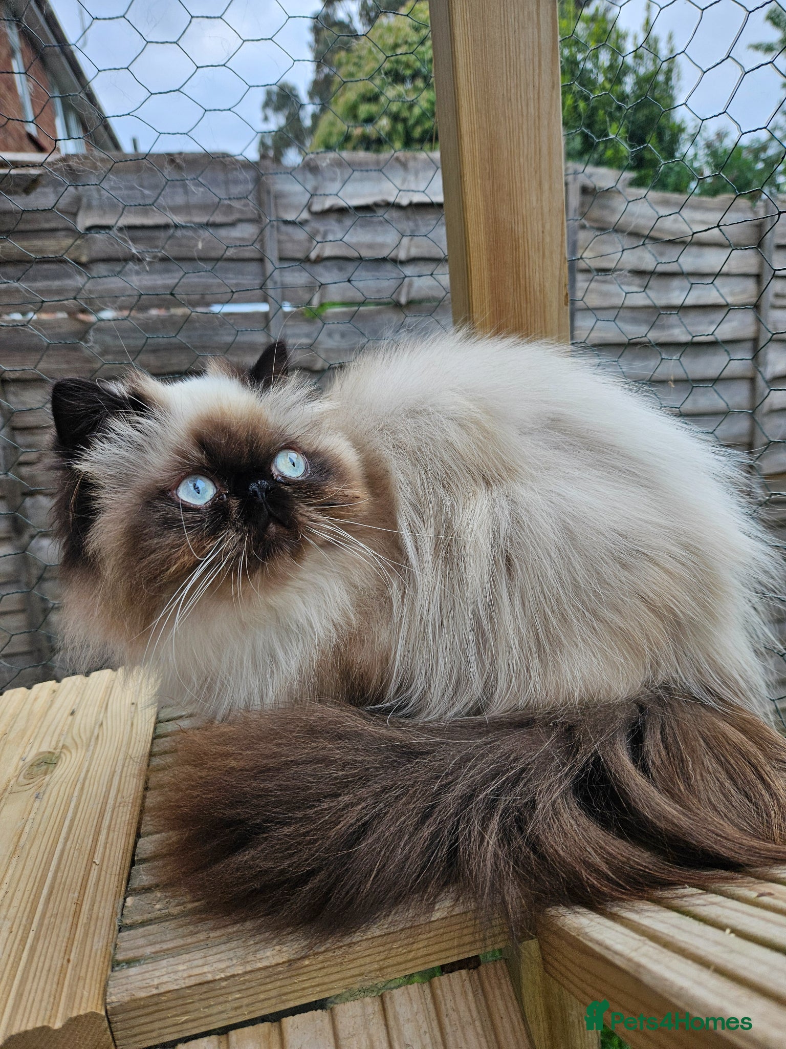 Persian cats for sale:  😻 Stunning Pedigree Persian Kittens😻 - Advert 19