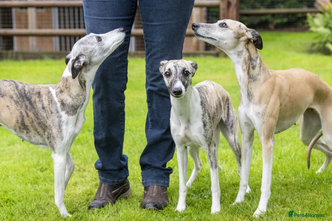 Whippet dogs for sale: 2 Super Smart Whippet boys available - Image 10