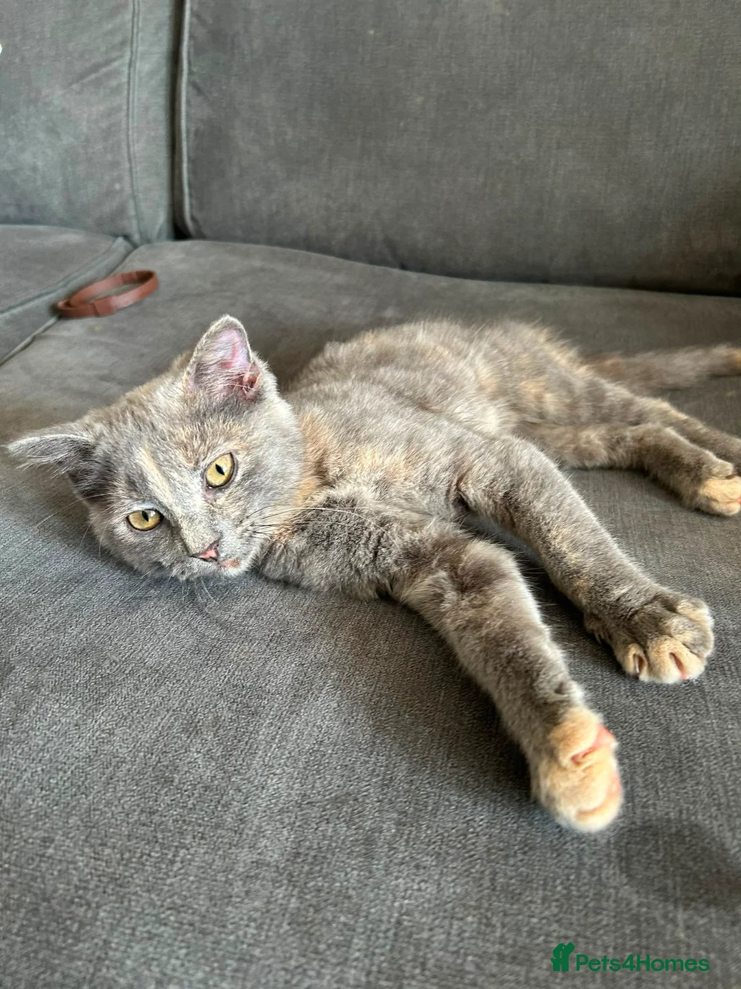 Mixed Breed cats for sale: British shorthair x Persian kitten in Birmingham - Advert 3