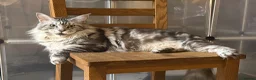 Maine Coon cats for sale: Mackerel tabby boys  - Advert 2