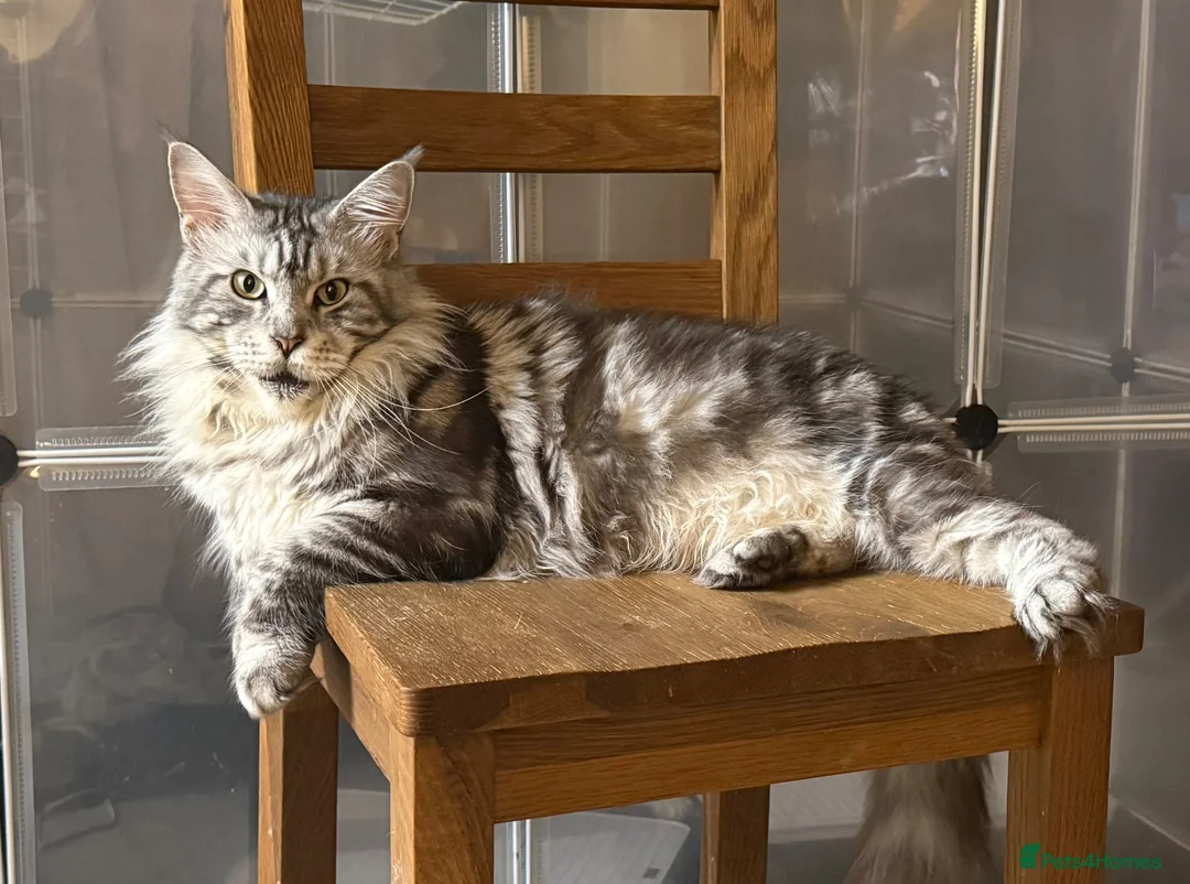 Maine Coon cats for sale: Mackerel tabby boys  - Advert 2