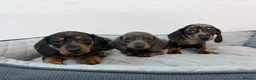 Dachshund dogs for sale: Miniature Dachshund puppies  - Advert 4