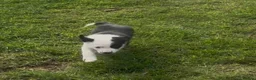 Border Collie dogs for sale: 2 female collie Pups in Abergavenny - Advert 6