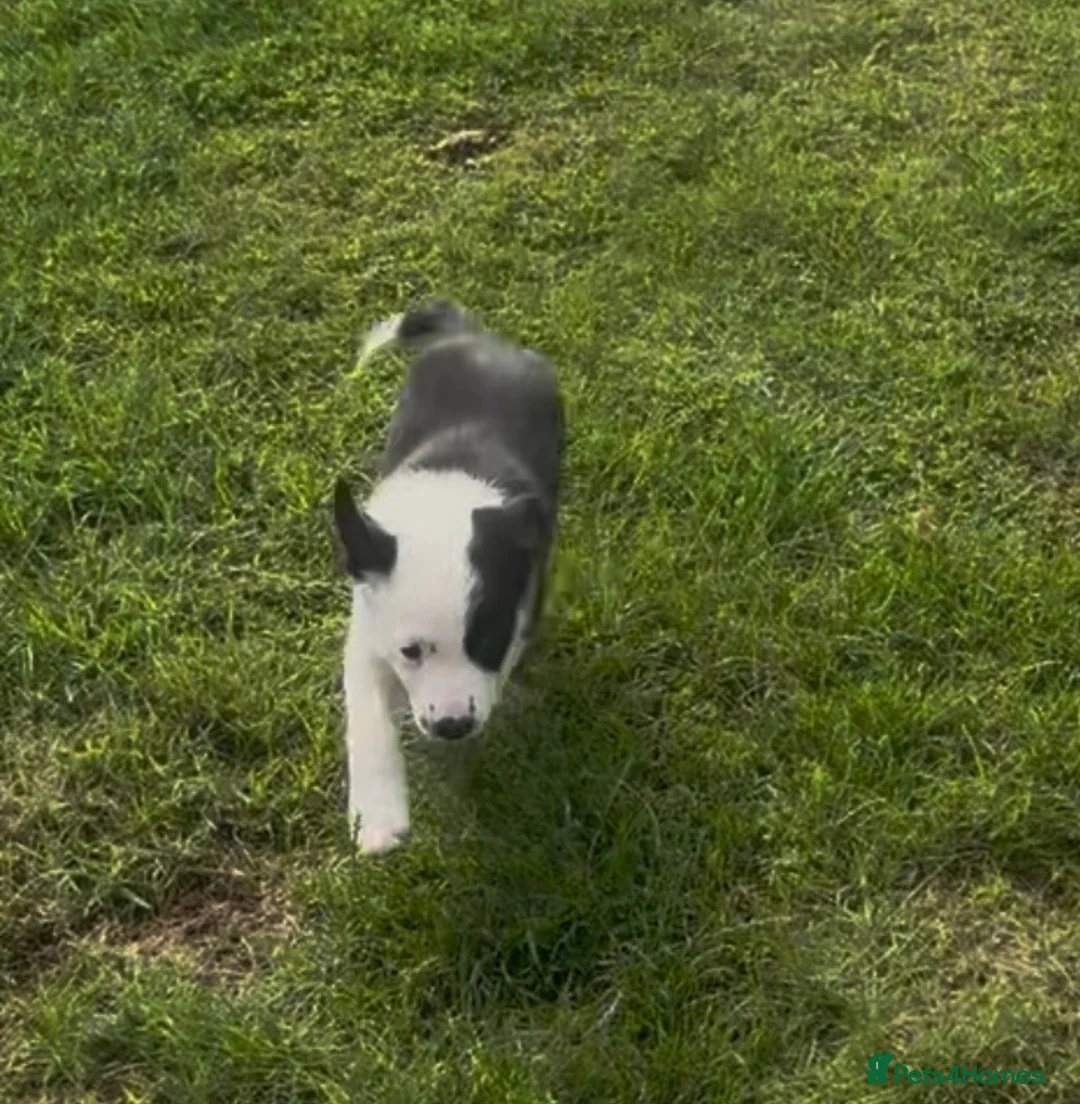 Border Collie dogs for sale: 2 female collie Pups in Abergavenny - Advert 6