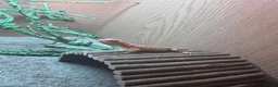 Bearded Dragon reptiles for sale: Red bearded dragon baby - Advert 4