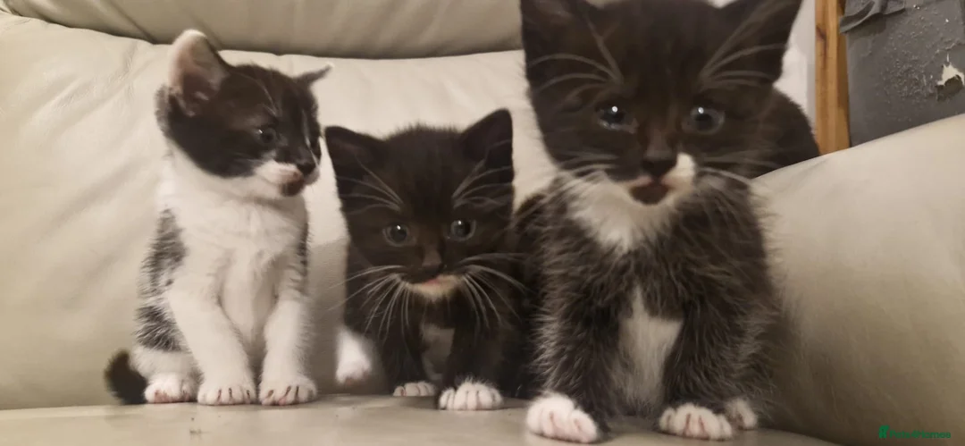 Mixed Breed cats for sale: Ready next week!  - Advert 14