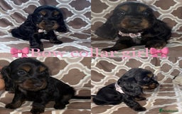 Cocker Spaniel dogs for sale: Cocker spaniel puppy’s - Image 5