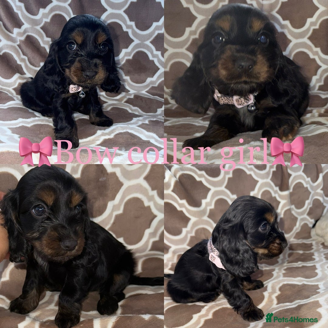 Cocker Spaniel dogs for sale: Cocker spaniel puppy’s - Image 5