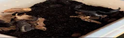 Scorpions invertebrates for sale: Asian Forest Scorpion in Runcorn - Advert 3