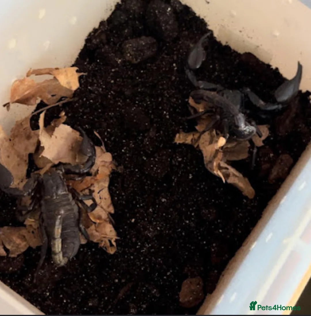 Scorpions invertebrates for sale: Asian Forest Scorpion in Runcorn - Advert 3