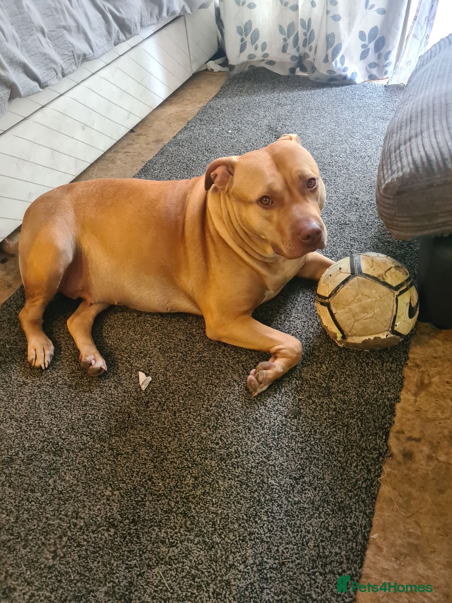 Mixed Breed dogs Lurcher bull puppies for sale - Advert 4
