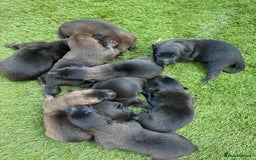 Belgian Shepherd Dog dogs for sale: Belgain malinois pups for sale  - Image 11
