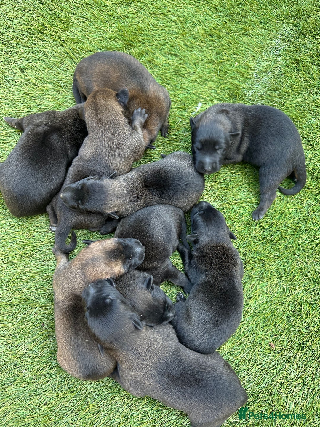 Belgian Shepherd Dog dogs for sale: Belgain malinois pups for sale  - Image 11