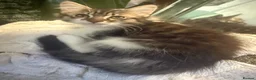 British Longhair cats for sale: adorable British longhair/domestic longhair kitten - Advert 6