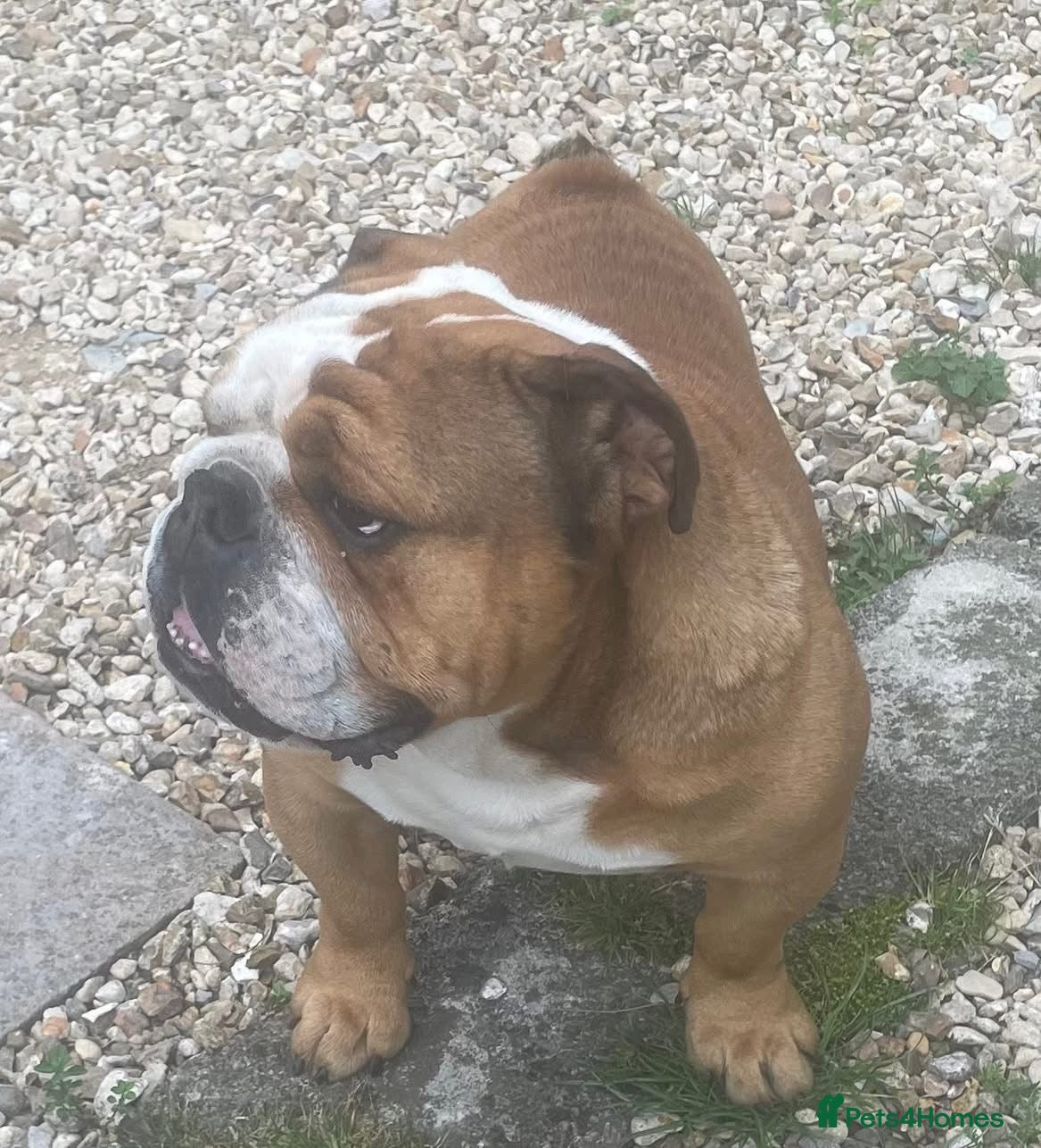 English Bulldog dogs Meet Walter our stunning Kc boy  - Advert 17