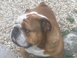 English Bulldog dogs Meet Walter our stunning Kc boy - Advert 1