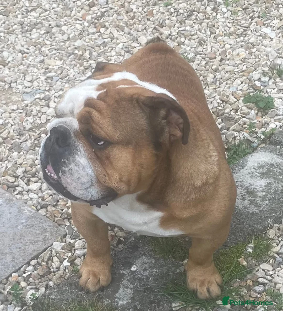 English Bulldog dogs for stud: Meet Walter our stunning Kc boy  - Advert 1