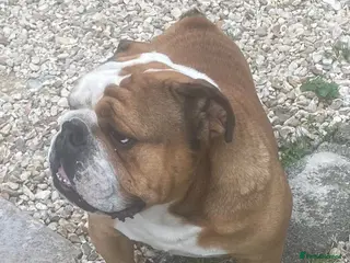 English Bulldog dogs Meet Walter our stunning Kc boy - Advert 1
