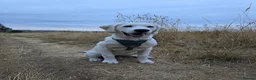Golden Retriever dogs for sale: Golden retriever male pedigree 7 months old in Derby - Advert 10