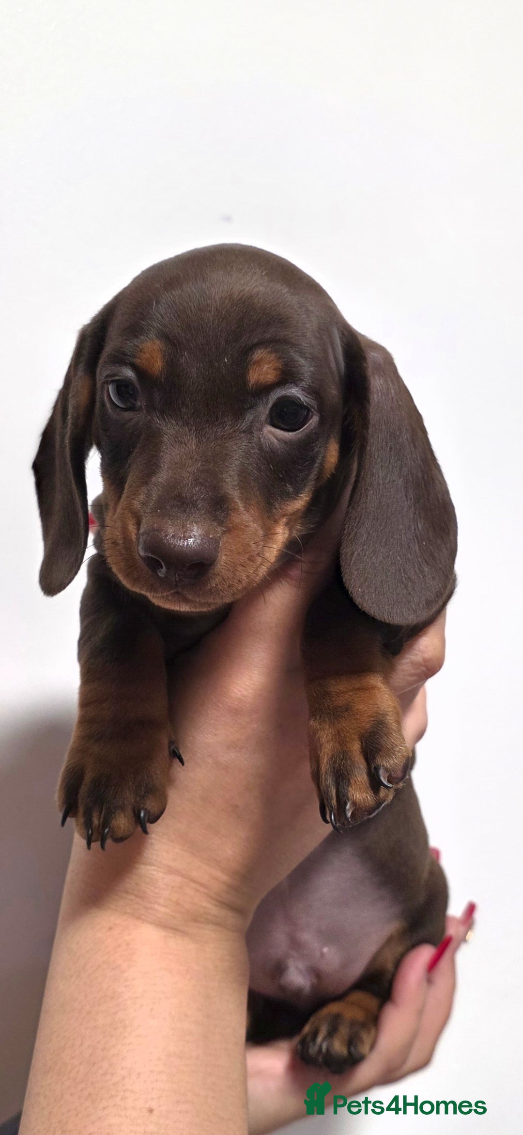 Miniature Dachshund dogs Miniature dachshund - Advert 2