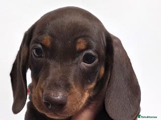 Miniature Dachshund dogs Miniature dachshund - Advert 16