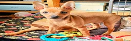 Miniature Pinscher dogs for sale: Lovely red boy ready for loving home in Edinburgh - Advert 6