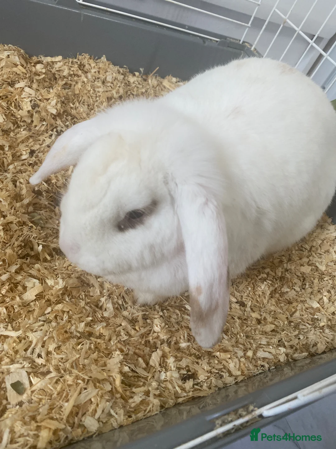 Mixed Breed rabbits for sale: Rabbit  in Liverpool - Advert 2