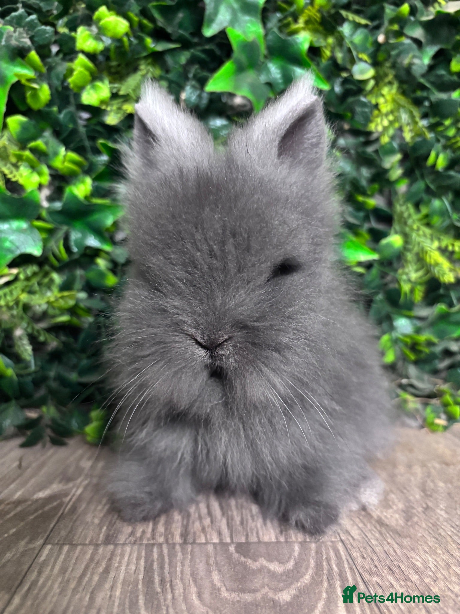 Lionhead rabbits BEAUTIFUL BABY LIONHEAD BUNNIES  - Advert 2