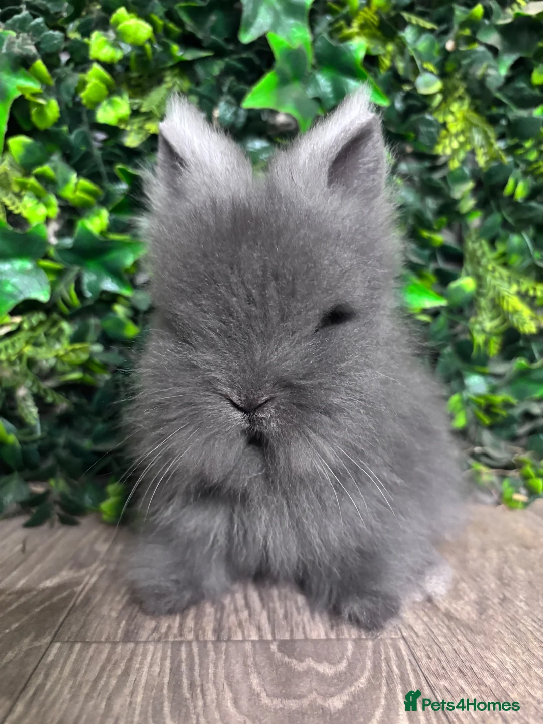 Lionhead rabbits for sale: BEAUTIFUL BABY LIONHEAD BUNNIES  - Advert 2