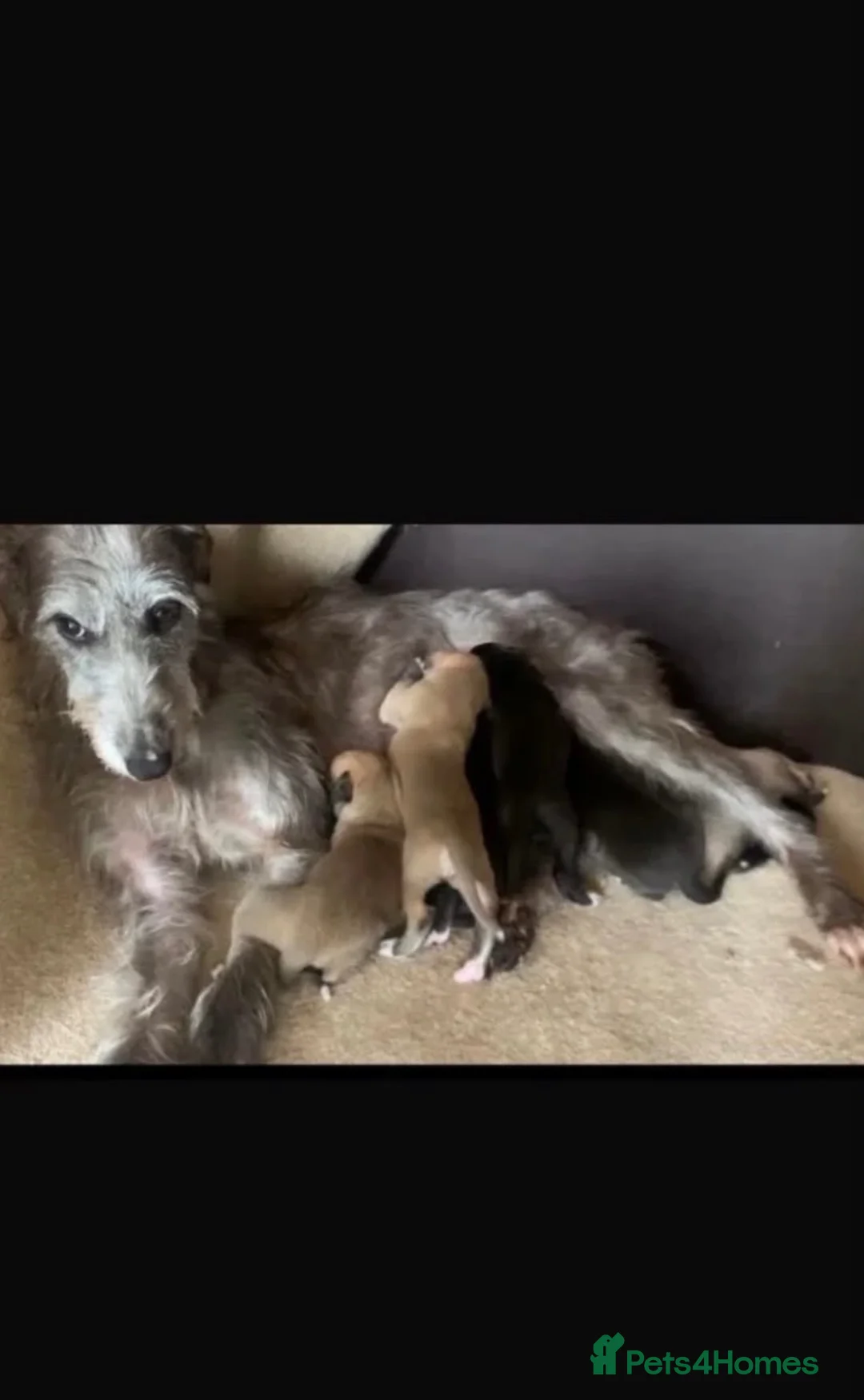 Mixed Breed dogs for sale: Bedlington whippet saluki greyhound puppy’s - Advert 13