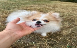 Pomeranian dogs for sale: Only one tiny Pom girl left in Ely - Image 7