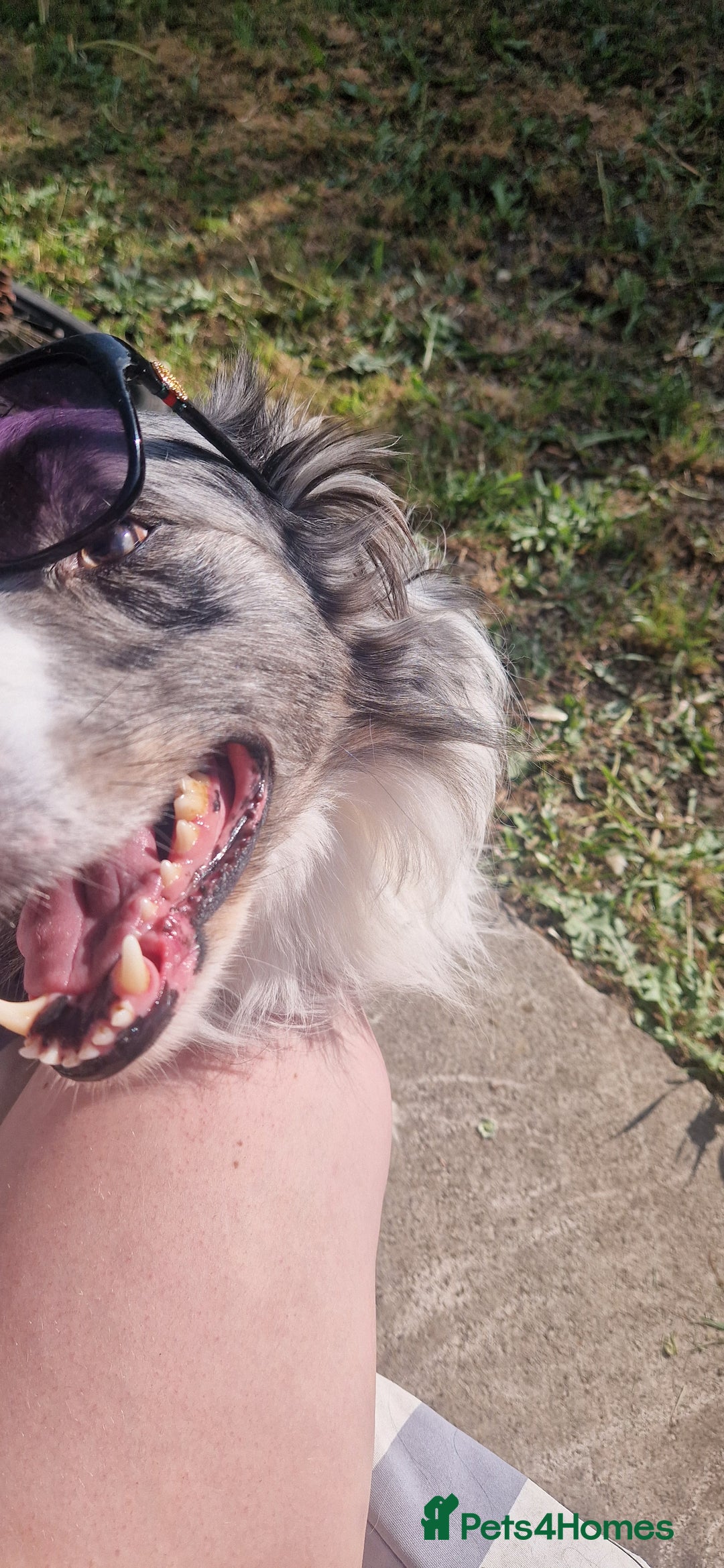 Border Collie dogs for sale: 'Blu' Blue merle border collie male - Image 4
