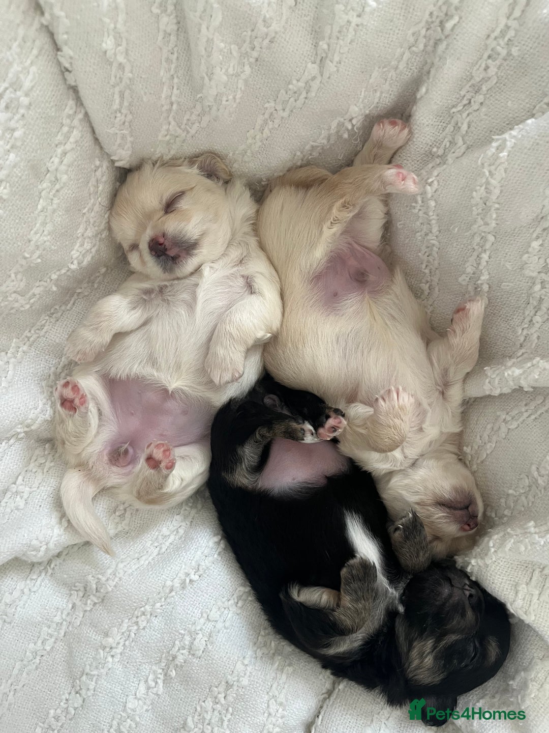 Chihuahua dogs for sale: Long haired chihuahua puppies - Image 4