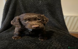 Cocker Spaniel dogs for sale: Outstanding littler of working cocker spaniels - Image 3