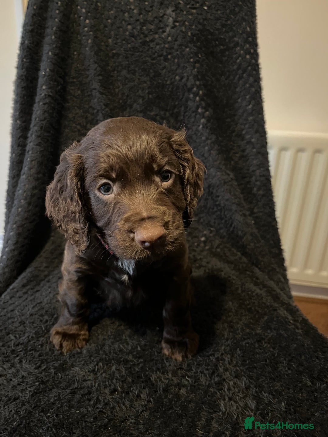 Cocker Spaniel dogs for sale: Outstanding littler of working cocker spaniels - Image 3
