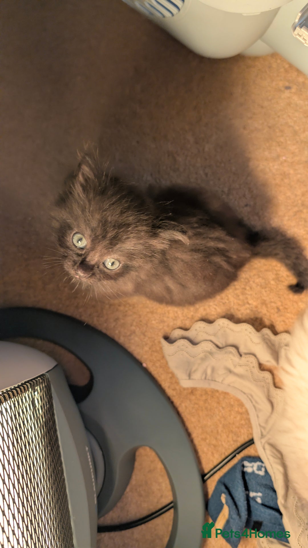 Ragdoll cats for sale: Beautiful Playful Ragdoll Kittens - Advert 22