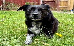 Mixed Breed dogs for adoption: Winston (Tripaw Terrier mix) - Image 3