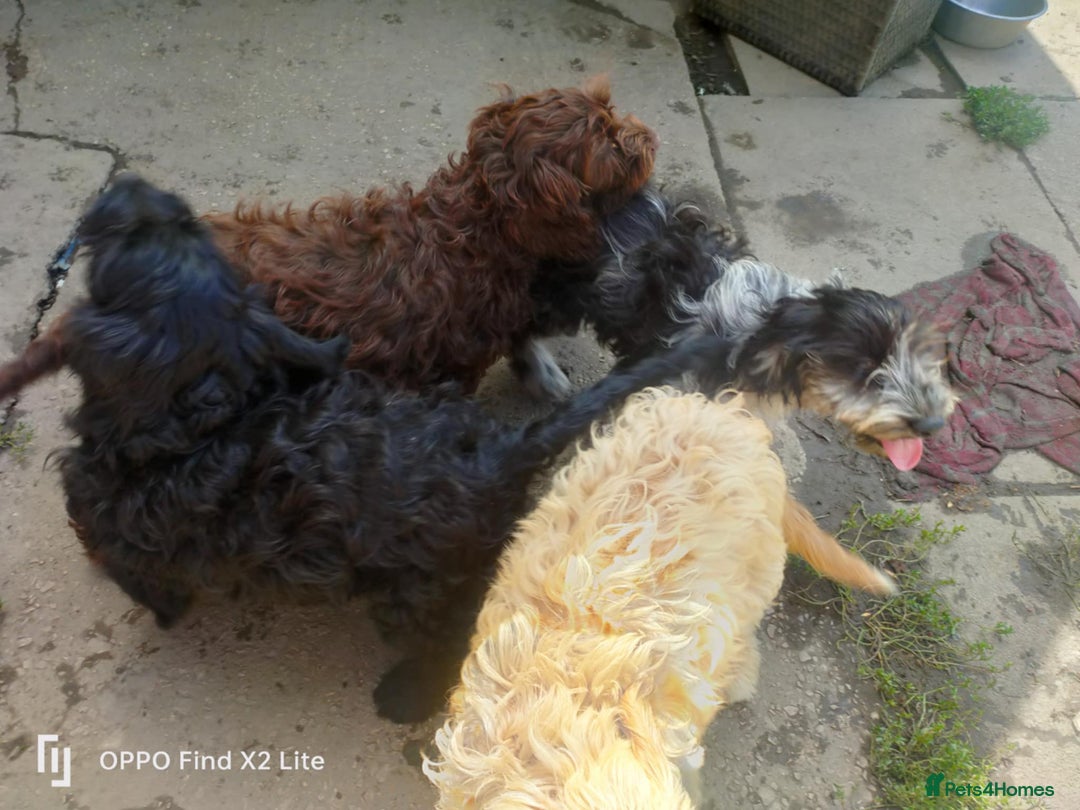 Cockapoo dogs for sale: 2 beautiful cockapoo desperate for forever homes  - Image 24