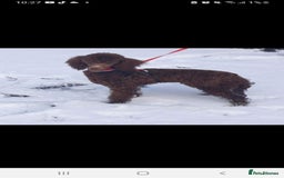 Toy Poodle dogs for sale: Toy poodle puppies - Image 1