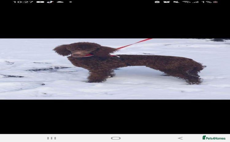 Toy Poodle dogs - Advert 1