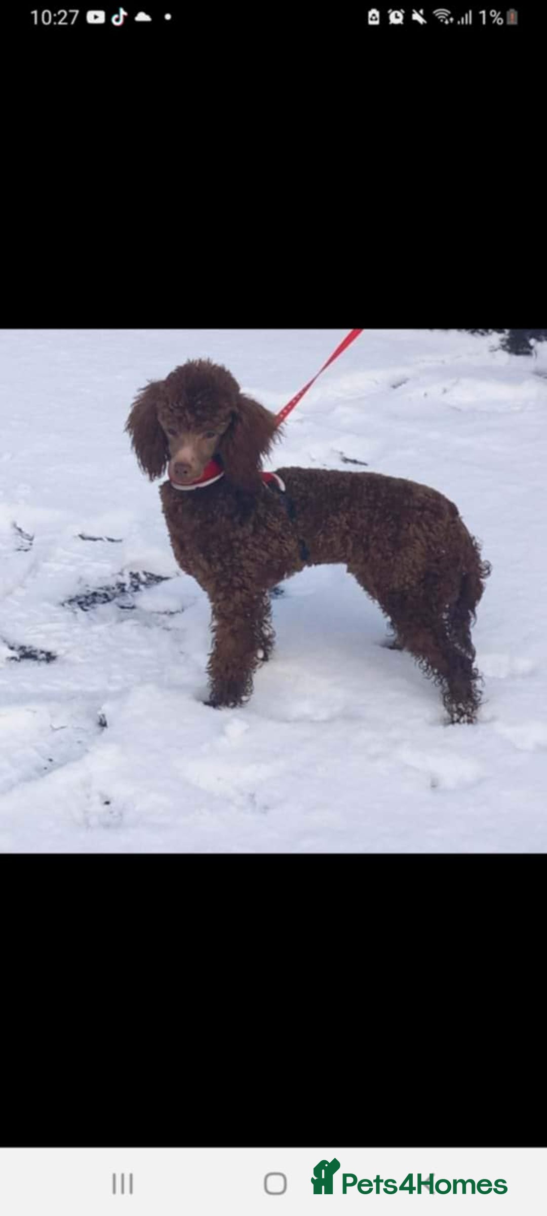 Toy Poodle dogs for sale: Toy poodle puppies - Image 1