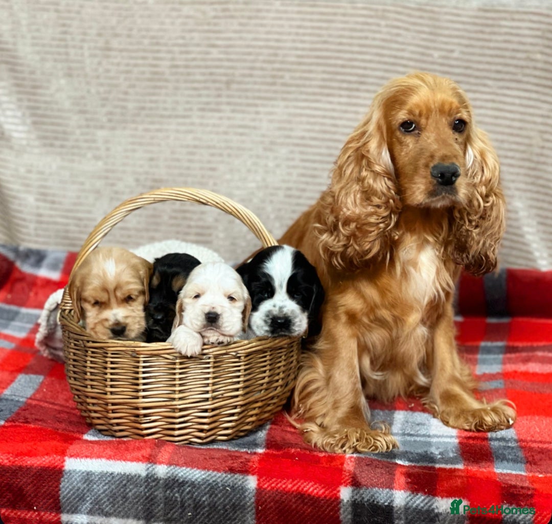 Cocker Spaniel dogs for sale: SHOW TYPE COCKER SPANIEL PUPPIES  - Advert 6
