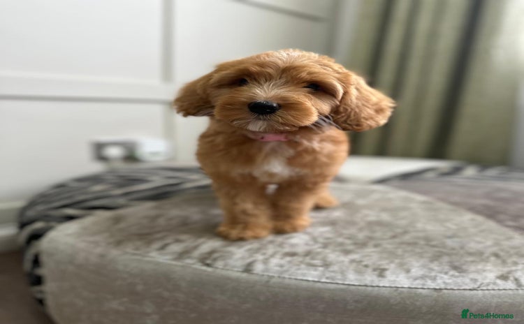 Australian Labradoodle dogs in Corby - Advert 5