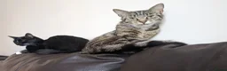 British Shorthair cats for sale: URGENT RE-HOME FREE - Advert 8