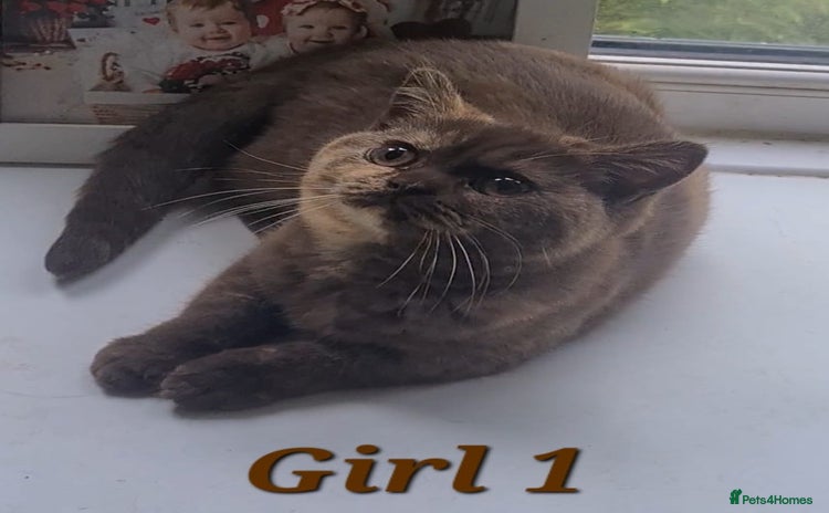 British Shorthair cats - Advert 1