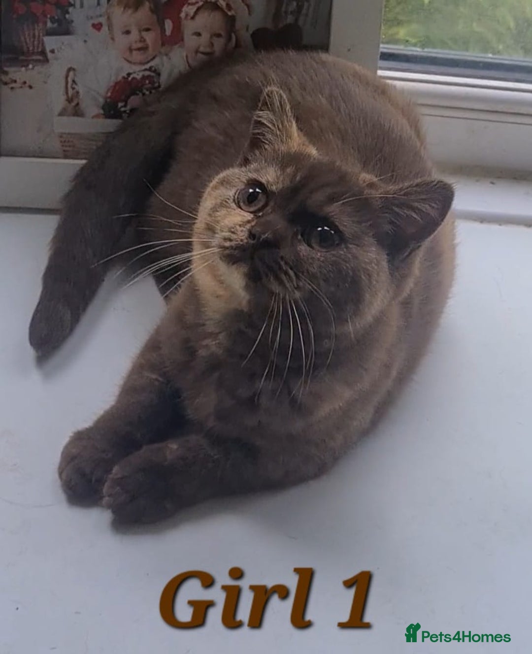 British Shorthair cats for sale: Ready to leave*bsh babies - Image 1