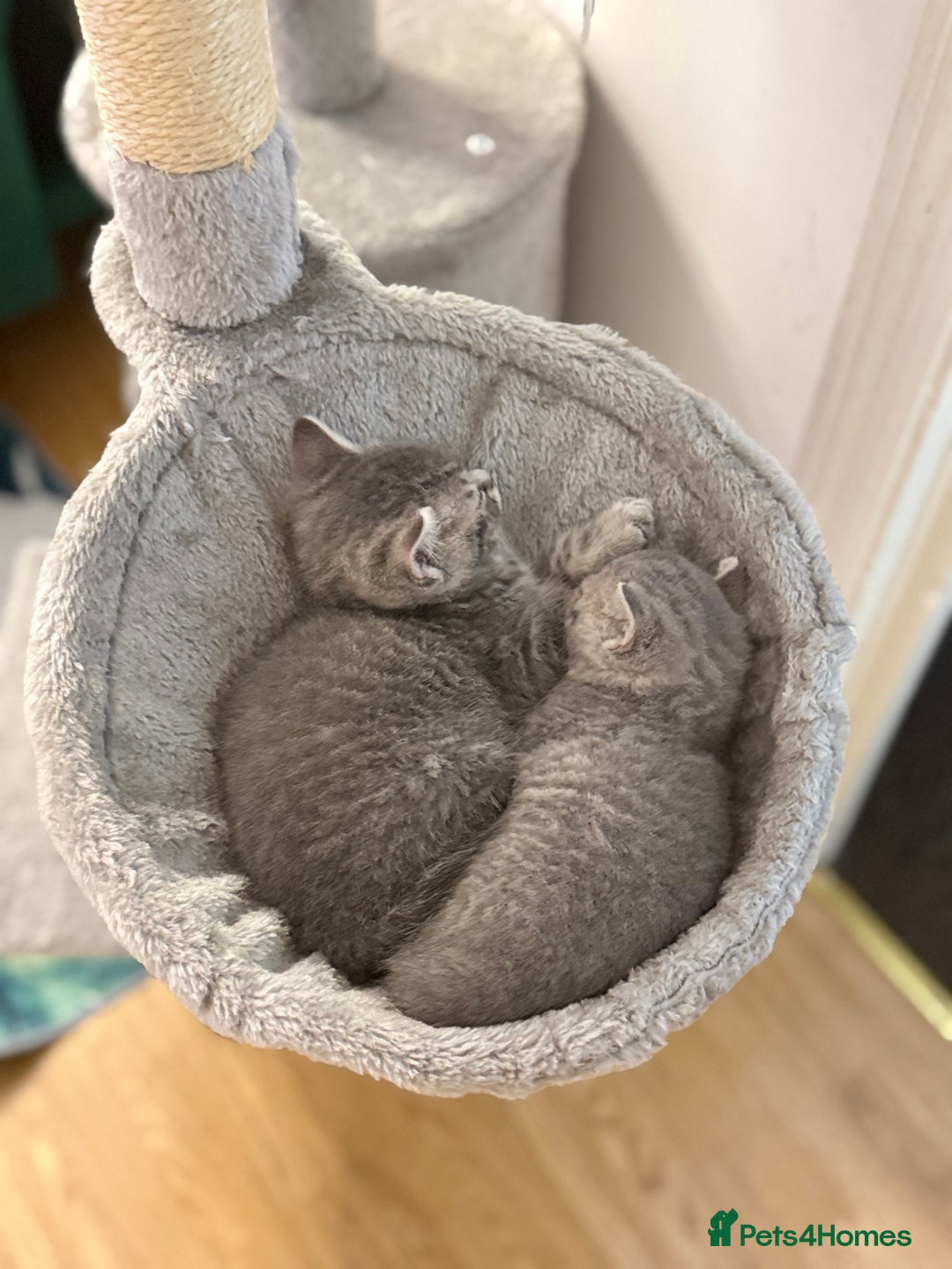 British Shorthair cats for sale: Beautiful British shorthair for sale - Advert 4