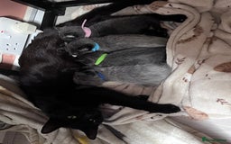 Mixed Breed cats for sale: 4 beautiful grey kittens getting darker  - Image 14