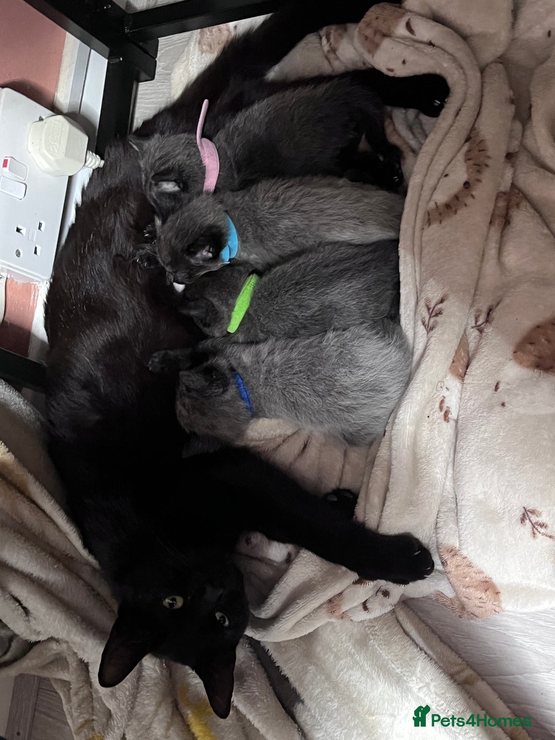 Mixed Breed cats for sale: 4 beautiful grey kittens getting darker  - Image 14